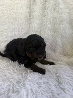 Nova, a female Yorkipoo for sale in Mocksville, NC – 3 of 4