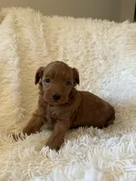 Butternut, a female Yorkipoo for sale in Mocksville, NC – 4 of 4
