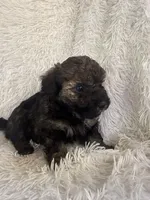 Poe, a male Yorkipoo for sale in Mocksville, NC – 4 of 4