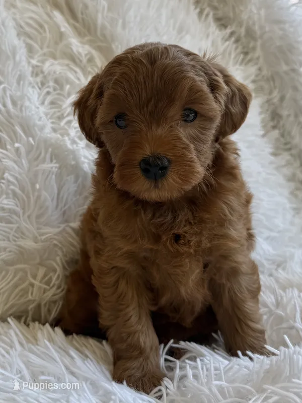 Butternut – Yorkipoo puppy on hold in Mocksville, NC
