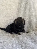 Poe, a male Yorkipoo for sale in Mocksville, NC – 2 of 4