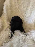Galaxy, a female Yorkipoo for sale in Mocksville, NC – 4 of 5
