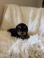 Sport, a male Yorkipoo for sale in Mocksville, NC – 2 of 5