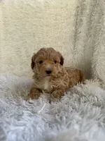 Scotch, a male Yorkipoo for sale in Mocksville, NC – 3 of 4