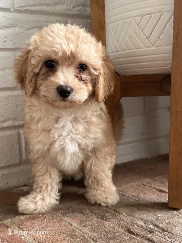 Biscuit  – Cavapoo puppy for sale in Mocksville, NC