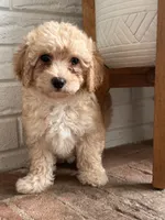 Biscuit , a female Cavapoo for sale in Mocksville, NC – 1 of 3