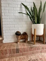 Bear, a male Cavapoo for sale in Mocksville, NC – 2 of 3