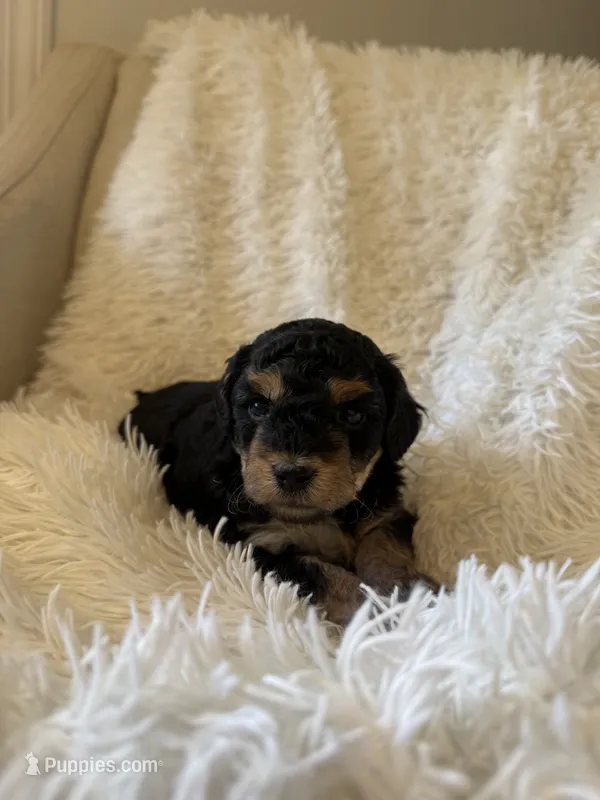 Sport – Yorkipoo puppy for sale in Mocksville, NC