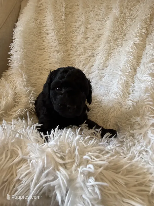 Galaxy – Yorkipoo puppy for sale in Mocksville, NC