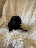 Galaxy, a female Yorkipoo for sale in Mocksville, NC – 1 of 5