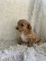 Scotch, a male Yorkipoo for sale in Mocksville, NC – 2 of 4