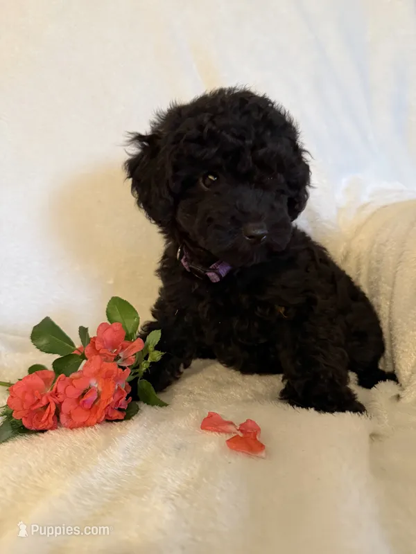 Galaxy – Yorkipoo puppy for sale in Mocksville, NC
