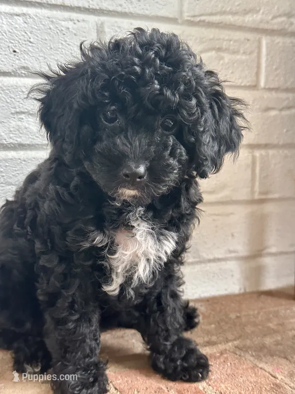 Mimii – Cavapoo puppy for sale in Mocksville, NC