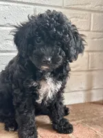 Mimii, a female Cavapoo for sale in Mocksville, NC – 1 of 3