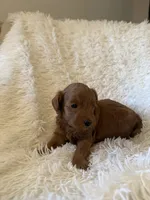Butternut, a female Yorkipoo for sale in Mocksville, NC – 3 of 4