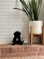 Mimii, a female Cavapoo for sale in Mocksville, NC – 2 of 3