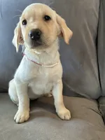 Lily, a female Golden Retriever and Labrador Retriever for sale in Dover-Foxcroft, ME – 2 of 2