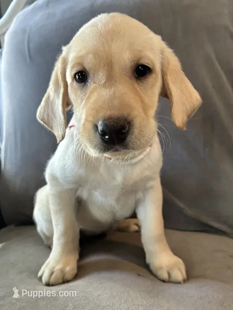 Lily – Golden Retriever, Labrador Retriever puppy for sale in Dover-Foxcroft, ME