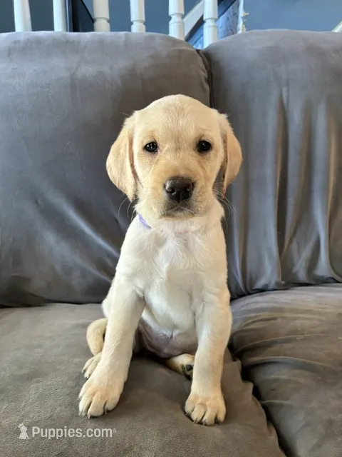 Luna – Golden Retriever, Labrador Retriever puppy for sale in Dover-Foxcroft, ME