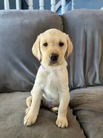 Luna, a female Golden Retriever and Labrador Retriever for sale in Dover-Foxcroft, ME – 1 of 1