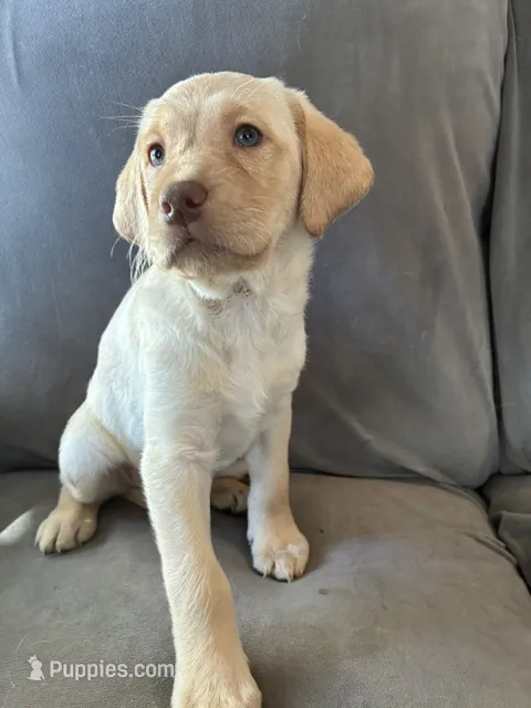 Louise – Golden Retriever, Labrador Retriever puppy for sale in Dover-Foxcroft, ME