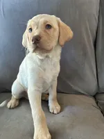Louise, a female Golden Retriever and Labrador Retriever for sale in Dover-Foxcroft, ME – 1 of 1