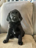 Lucy, a female Golden Retriever and Labrador Retriever for sale in Dover-Foxcroft, ME – 1 of 1