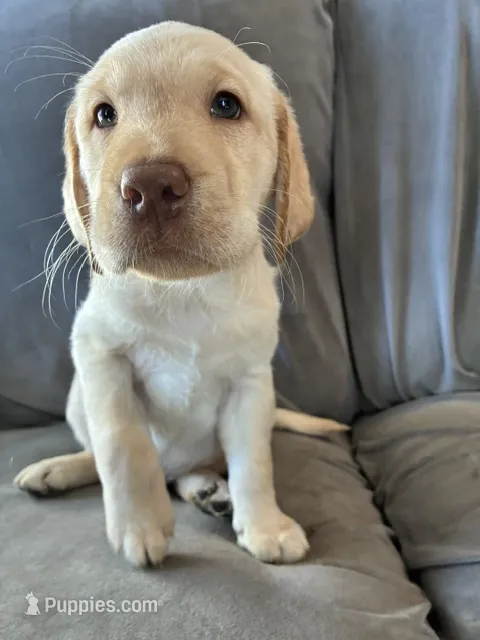 Sam – Golden Retriever, Labrador Retriever puppy for sale in Dover-Foxcroft, ME