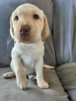 Sam, a male Golden Retriever and Labrador Retriever for sale in Dover-Foxcroft, ME – 1 of 1