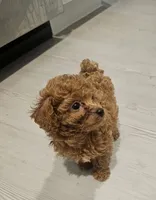 🩵 Toy Poodle Red, a male Poodle - Toy  for sale in San Antonio, TX – 1 of 6