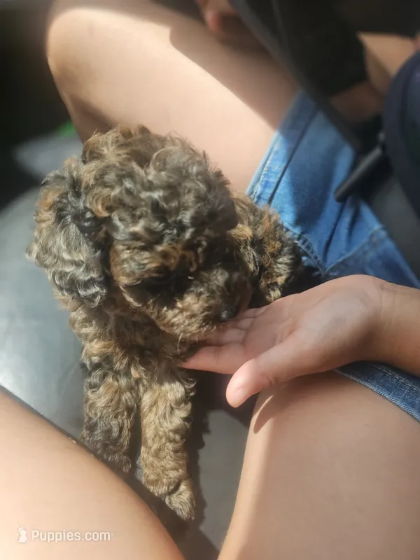 Toy Poodle merle Girl  – Poodle - Toy  puppy for sale in San Antonio, TX