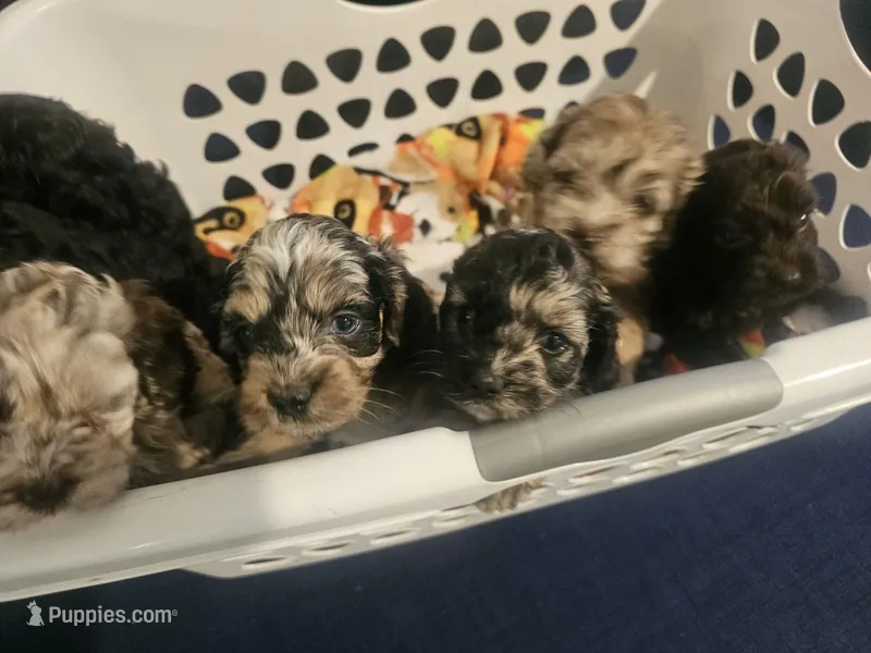 Cockapoo Female Merle – Cockapoo puppy for sale in San Antonio, TX