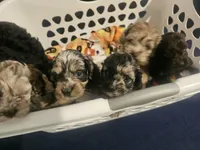 Cockapoo Female Merle, a female Cockapoo for sale in San Antonio, TX – Photo 1 of 2