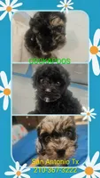 Cockapoo Female Merle, a female Cockapoo for sale in San Antonio, TX – Photo 2 of 2