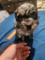 Cockapoo  Merle boy🩵, a male Cockapoo for sale in San Antonio, TX – Photo 2 of 6
