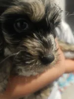 Cockapoo  Merle boy🩵, a male Cockapoo for sale in San Antonio, TX – Photo 6 of 6