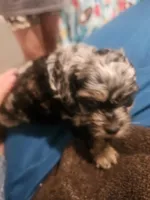 Cockapoo  Merle boy🩵, a male Cockapoo for sale in San Antonio, TX – Photo 4 of 6