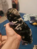 Cockapoo  Merle boy🩵, a male Cockapoo for sale in San Antonio, TX – Photo 3 of 6