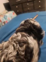 Cockapoo  Merle boy🩵, a male Cockapoo for sale in San Antonio, TX – Photo 5 of 6