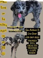 Marlin , a male Poodle - Miniature  for sale in San Antonio, TX – 4 of 6