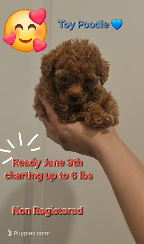 Toy Boy Red/Apricot  – Poodle - Toy  puppy on hold in San Antonio, TX