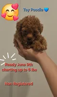 Toy Boy Red/Apricot , a male Poodle - Toy  for sale in San Antonio, TX – 1 of 2