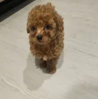 🩵 Toy Poodle Red, a male Poodle - Toy  for sale in San Antonio, TX – 3 of 6