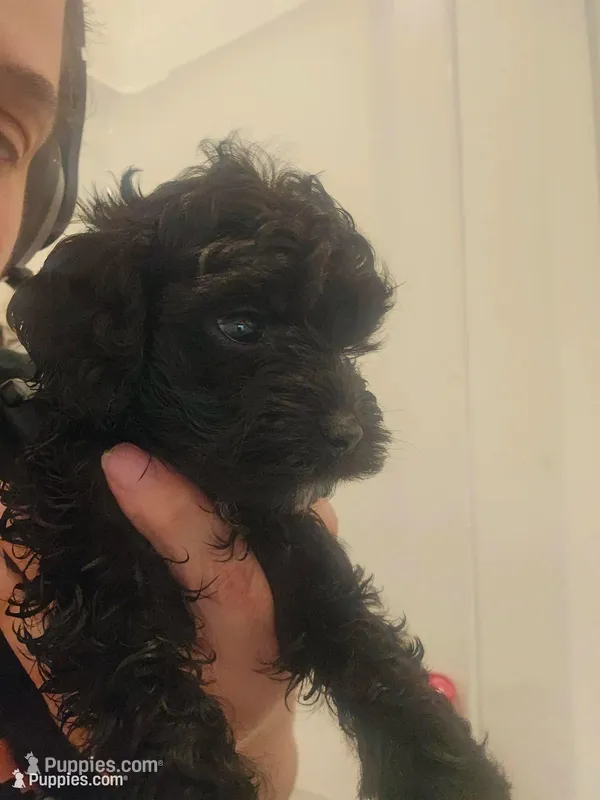 Cockapoo Black male – Cockapoo puppy for sale in San Antonio, TX