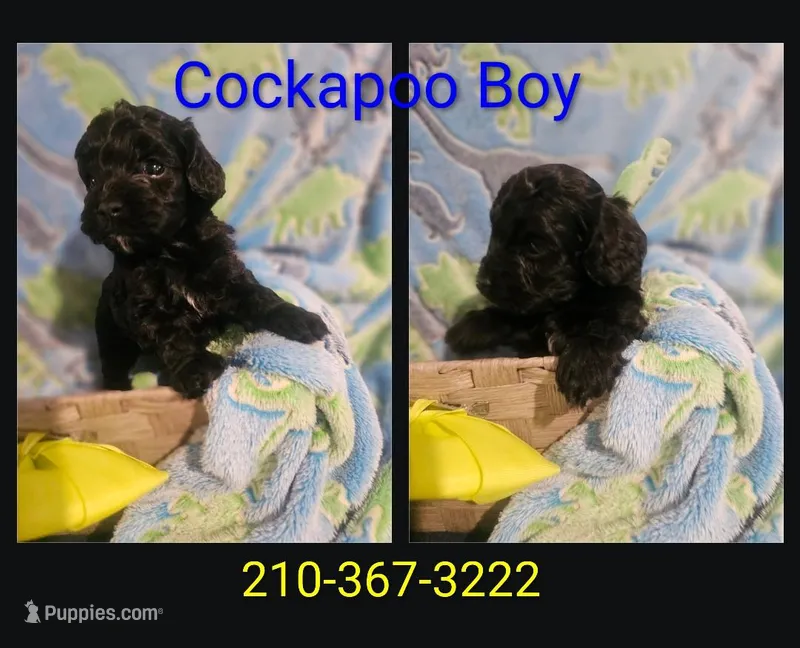 Cockapoo Black male – Cockapoo puppy for sale in San Antonio, TX