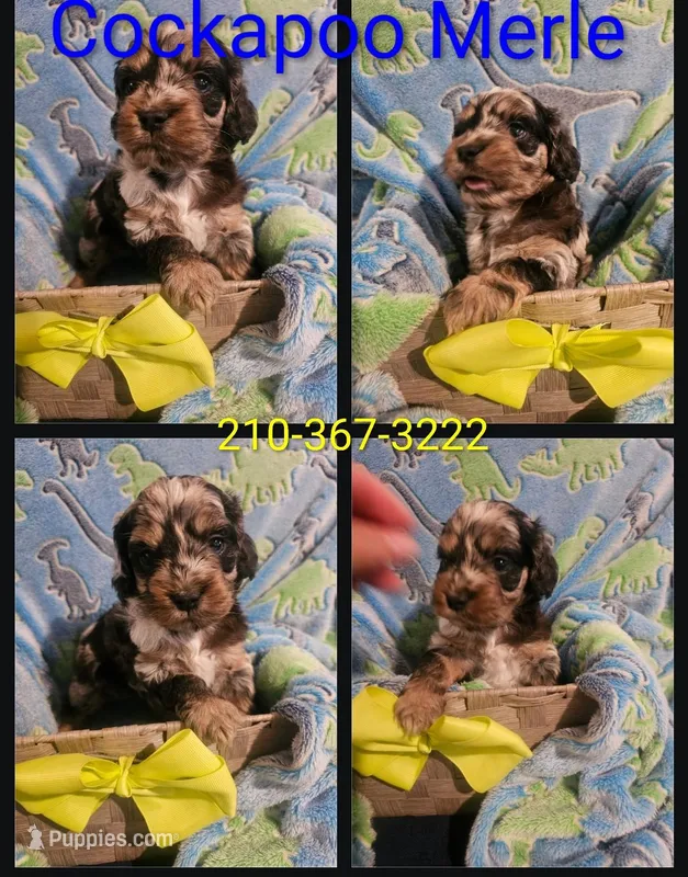 Cockapoo  Merle – Cockapoo puppy for sale in San Antonio, TX