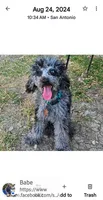 Marlin , a male Poodle - Miniature  for sale in San Antonio, TX – 1 of 6