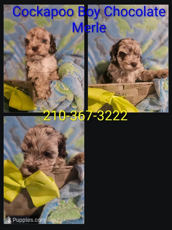 Cockapoo Chocolate boy , a male Cockapoo for sale in San Antonio, TX – Photo 1 of 1