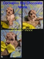Cockapoo Chocolate boy , a male Cockapoo for sale in San Antonio, TX – 1 of 1