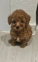 🩵 Toy Poodle Red, a male Poodle - Toy  for sale in San Antonio, TX – 2 of 6